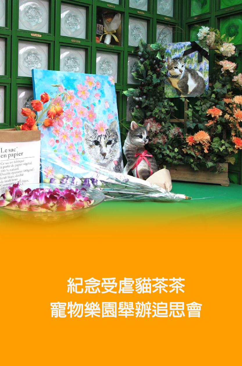 受虐貓「茶茶」遭滾水燙死　寵物樂園追思會民眾不捨落淚